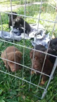 pretinha e urso