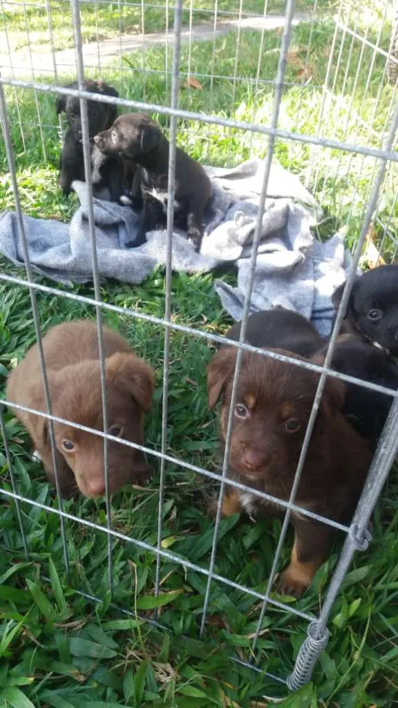 Cachorro ra a vira lata idade Abaixo de 2 meses nome pretinha e urso