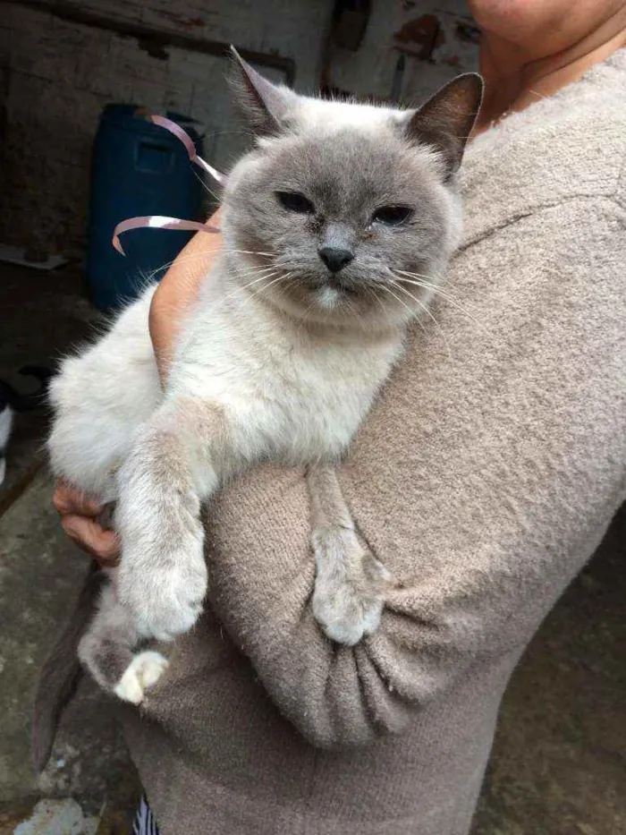 Gato ra a  idade 2 anos nome Olívia 