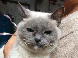 Gato raça  idade 2 anos nome Olívia 