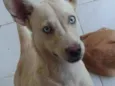 Branca