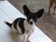Gordinha