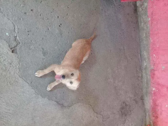 Cachorro ra a Vira lata idade 2 anos nome Valdirene 