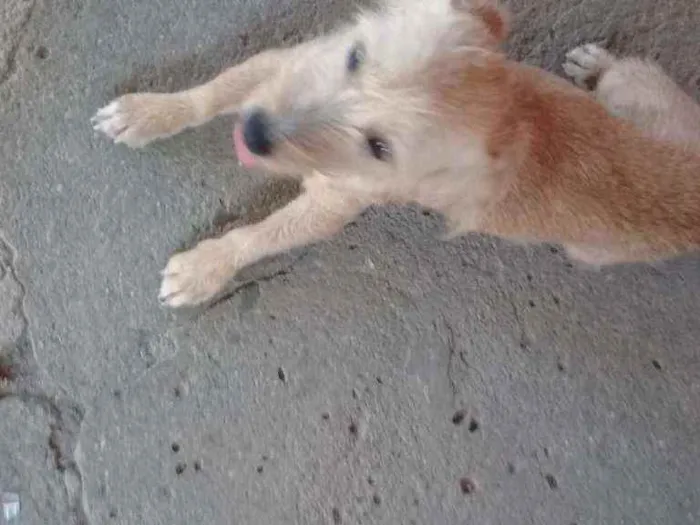 Cachorro ra a Vira lata idade 2 anos nome Valdirene 