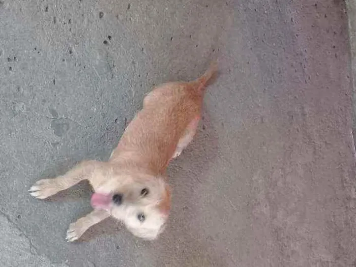 Cachorro ra a Vira lata idade 2 anos nome Valdirene 