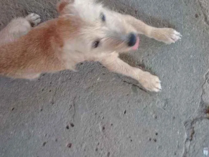 Cachorro ra a Vira lata idade 2 anos nome Valdirene 