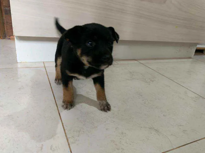 Cachorro ra a SRD idade Abaixo de 2 meses nome Eva
