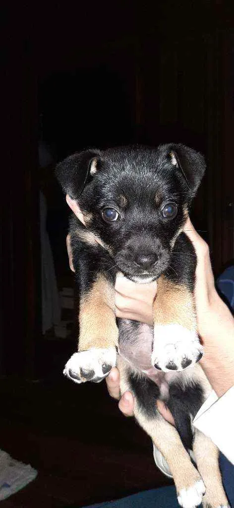 Cachorro ra a SRD idade Abaixo de 2 meses nome Eva