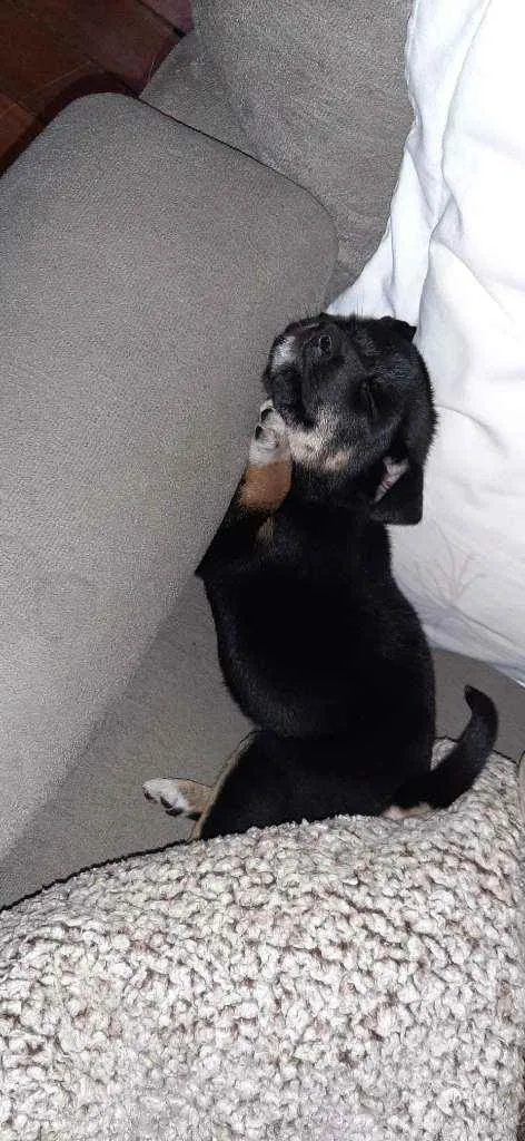 Cachorro ra a SRD idade Abaixo de 2 meses nome Eva