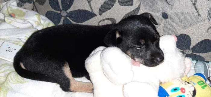Cachorro ra a SRD idade Abaixo de 2 meses nome Eva