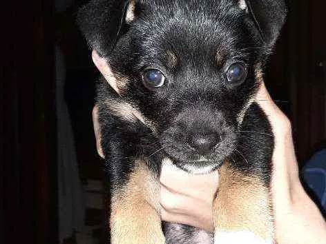 Cachorro ra a SRD idade Abaixo de 2 meses nome Eva