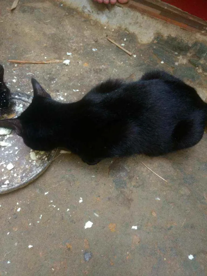 Gato ra a Mistisso de angora idade 7 a 11 meses nome Estão sem nome...