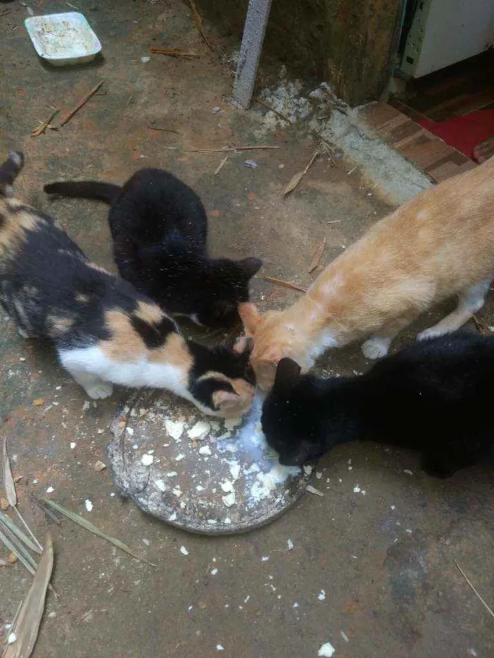 Gato ra a Mistisso de angora idade 7 a 11 meses nome Estão sem nome...