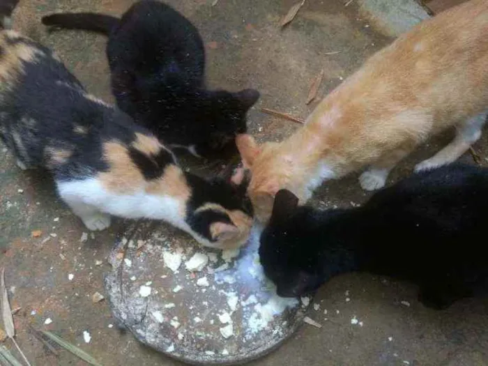 Gato ra a Mistisso de angora idade 7 a 11 meses nome Estão sem nome...