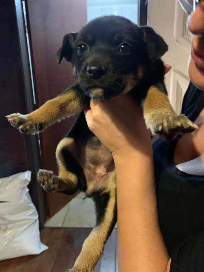 Cachorro ra a SRD idade Abaixo de 2 meses nome Eva