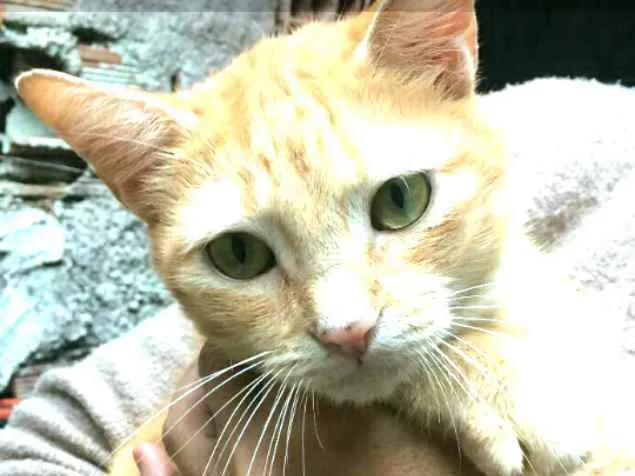 Gato ra a  idade 2 anos nome Vicki 