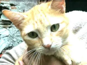 Gato raça  idade 2 anos nome Vicki 