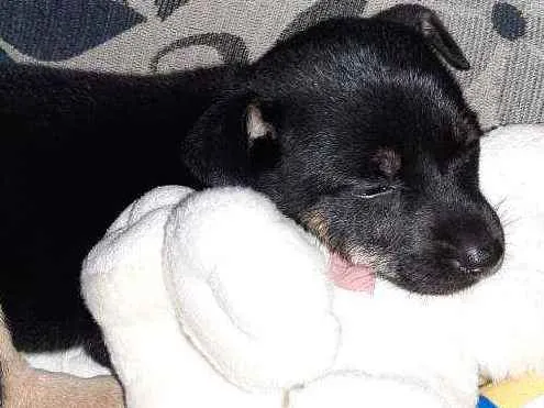 Cachorro ra a SRD idade Abaixo de 2 meses nome Eva