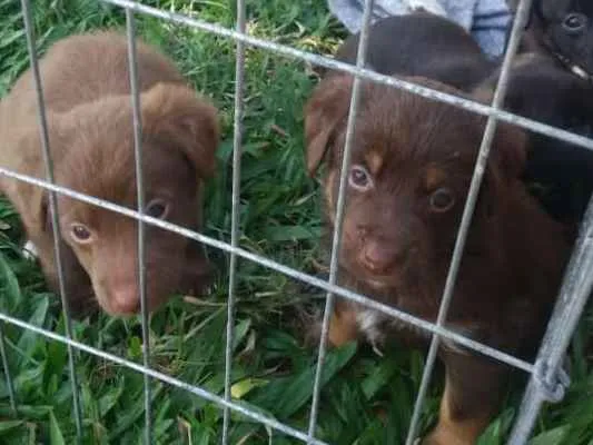 Cachorro ra a vira lata idade Abaixo de 2 meses nome pretinha e urso