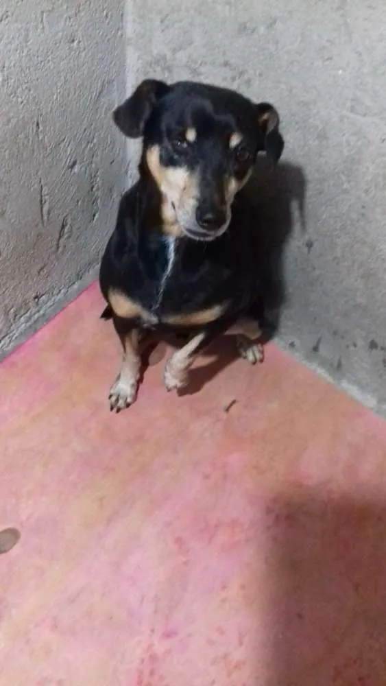 Cachorro ra a mistura e pinscher idade 6 ou mais anos nome Junior