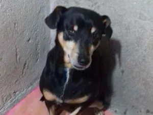 Cachorro raça mistura e pinscher idade 6 ou mais anos nome Junior