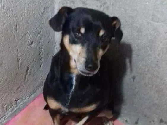 Cachorro ra a mistura e pinscher idade 6 ou mais anos nome Junior