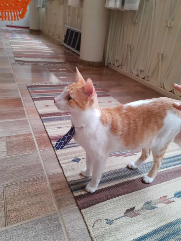 Gato ra a SRD idade 1 ano nome Félix e Mel