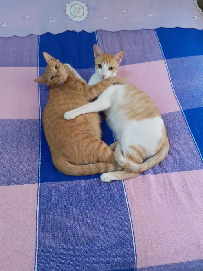 Gato ra a SRD idade 1 ano nome Félix e Mel