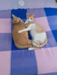 Félix e Mel