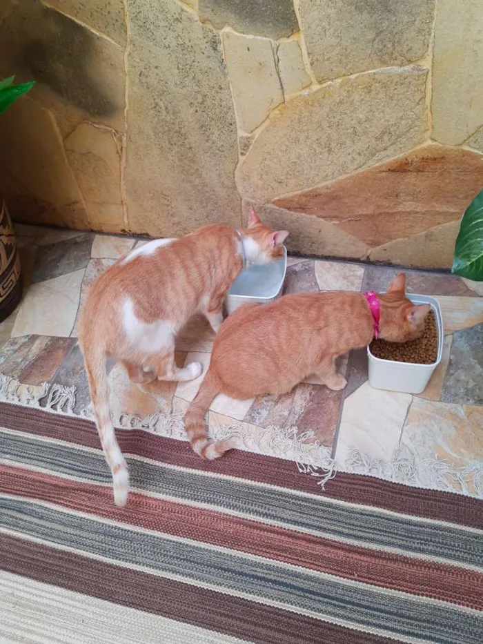 Gato ra a SRD idade 1 ano nome Félix e Mel