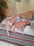 Félix e Mel
