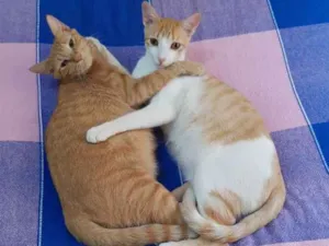 Gato raça SRD idade 1 ano nome Félix e Mel