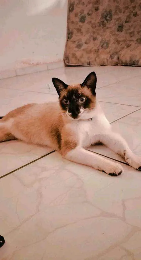 Gato ra a Siamês idade 7 a 11 meses nome Thor