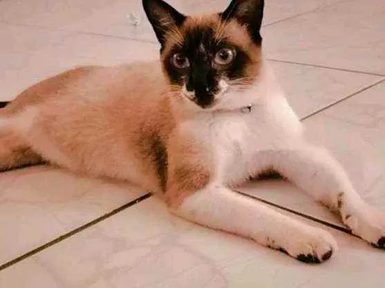 Gato ra a Siamês idade 7 a 11 meses nome Thor