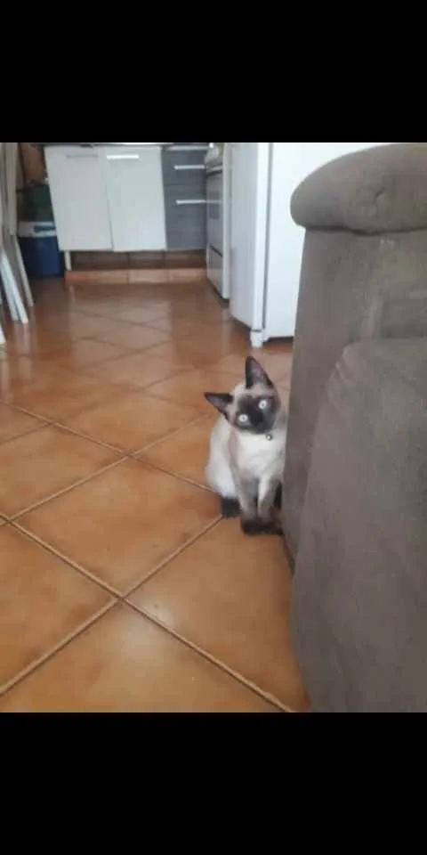 Gato ra a Siames idade 1 ano nome Mel