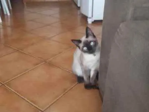 Gato ra a Siames idade 1 ano nome Mel