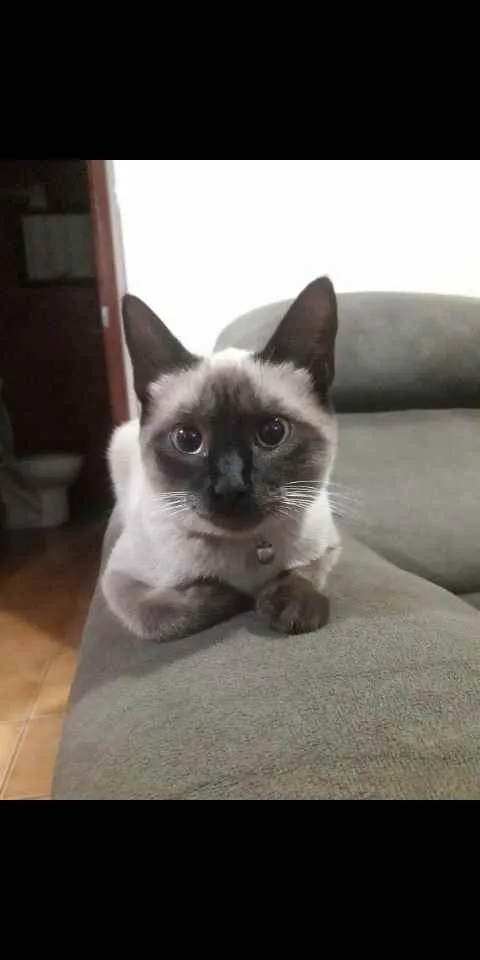 Gato ra a Siames idade 1 ano nome Mel