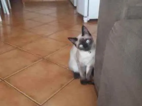 Gato ra a Siames idade 1 ano nome Mel