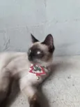 Mel
