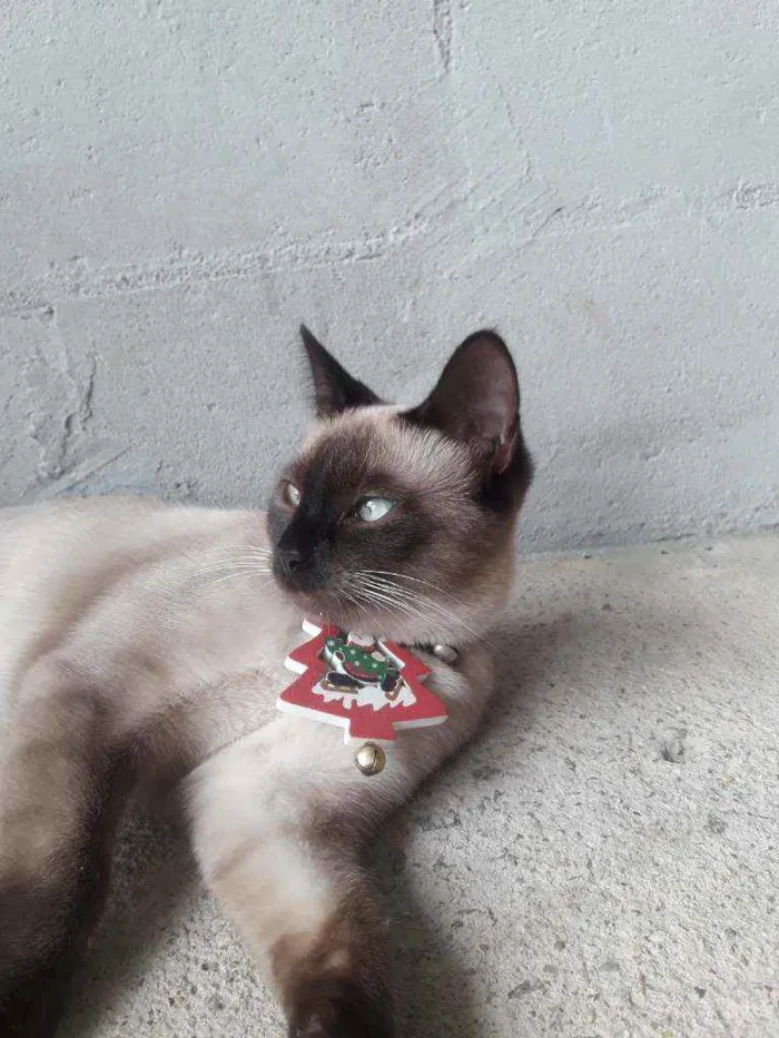 Gato ra a Siames idade 1 ano nome Mel