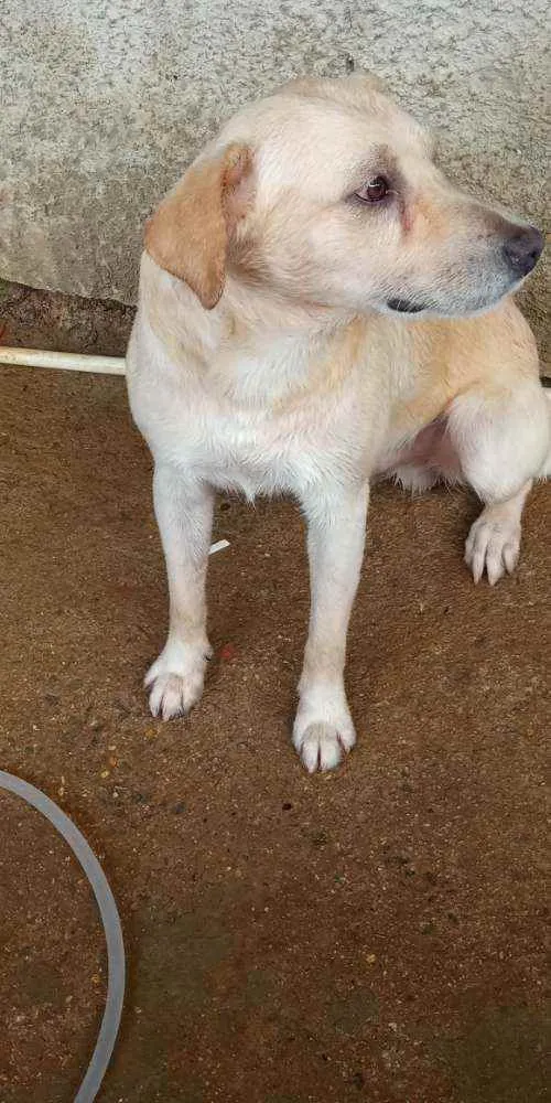 Cachorro ra a Vira lata  idade 4 anos nome Rex