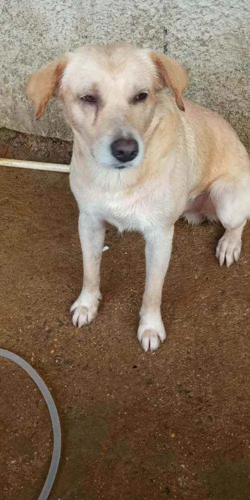 Cachorro ra a Vira lata  idade 4 anos nome Rex