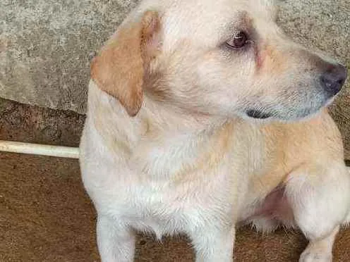 Cachorro ra a Vira lata  idade 4 anos nome Rex