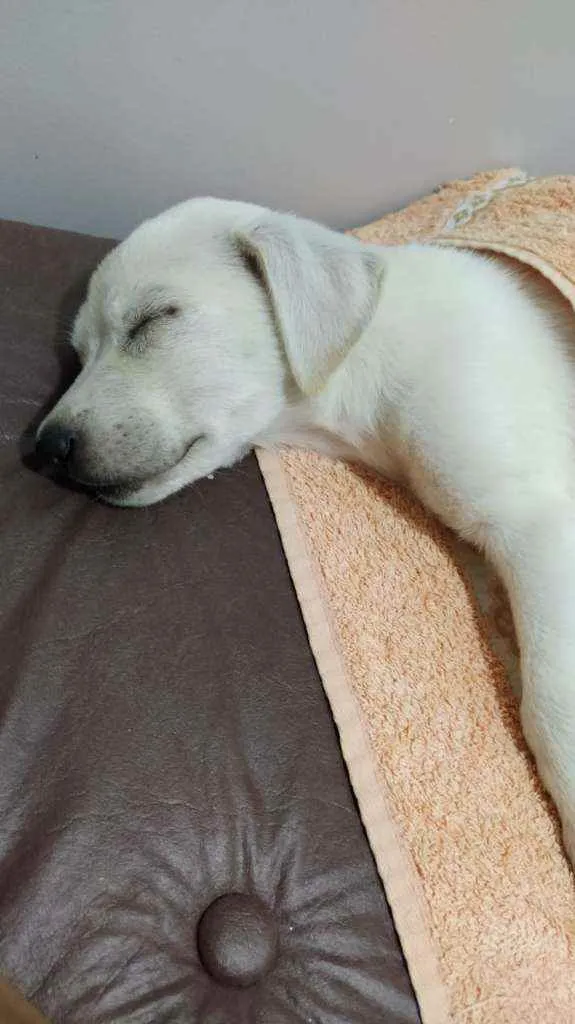Cachorro ra a Labrador c/ vira-lata idade 2 a 6 meses nome Fred