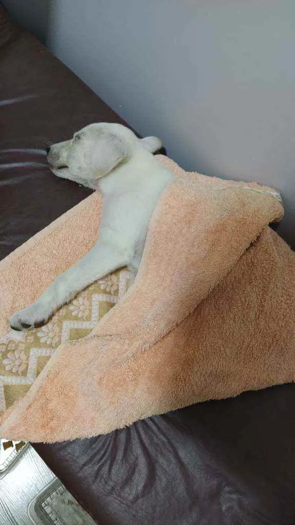 Cachorro ra a Labrador c/ vira-lata idade 2 a 6 meses nome Fred