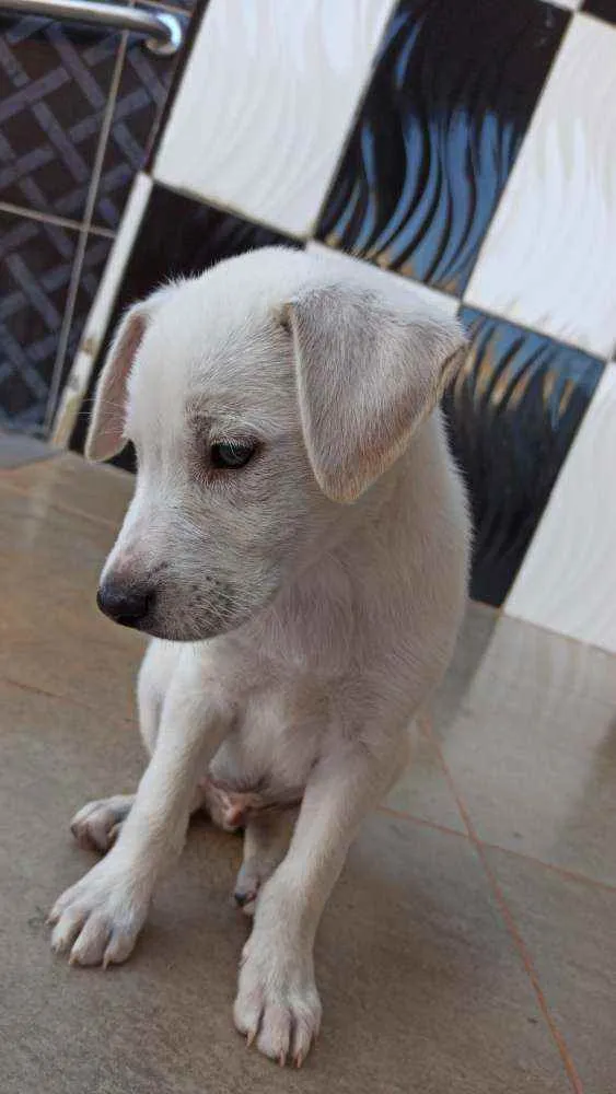 Cachorro ra a Labrador c/ vira-lata idade 2 a 6 meses nome Fred