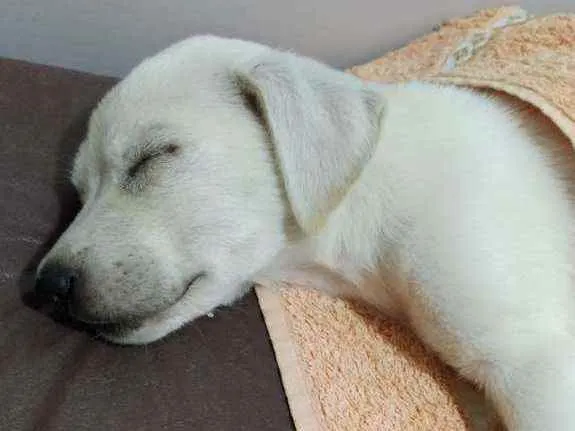 Cachorro ra a Labrador c/ vira-lata idade 2 a 6 meses nome Fred