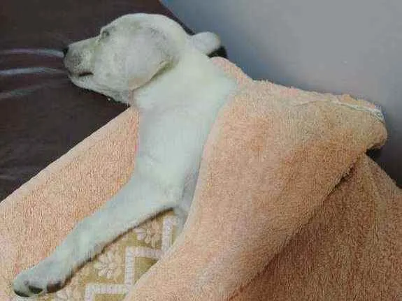 Cachorro ra a Labrador c/ vira-lata idade 2 a 6 meses nome Fred