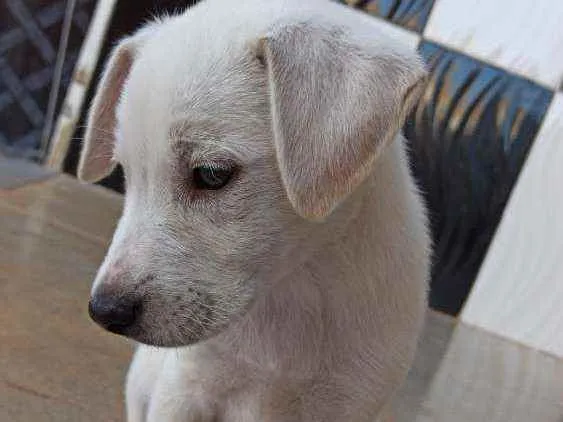 Cachorro ra a Labrador c/ vira-lata idade 2 a 6 meses nome Fred
