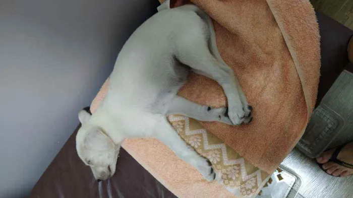Cachorro ra a Labrador c/ vira-lata idade 2 a 6 meses nome Fred